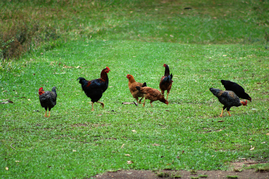 Foto do Sitio Voo da Aguia 1