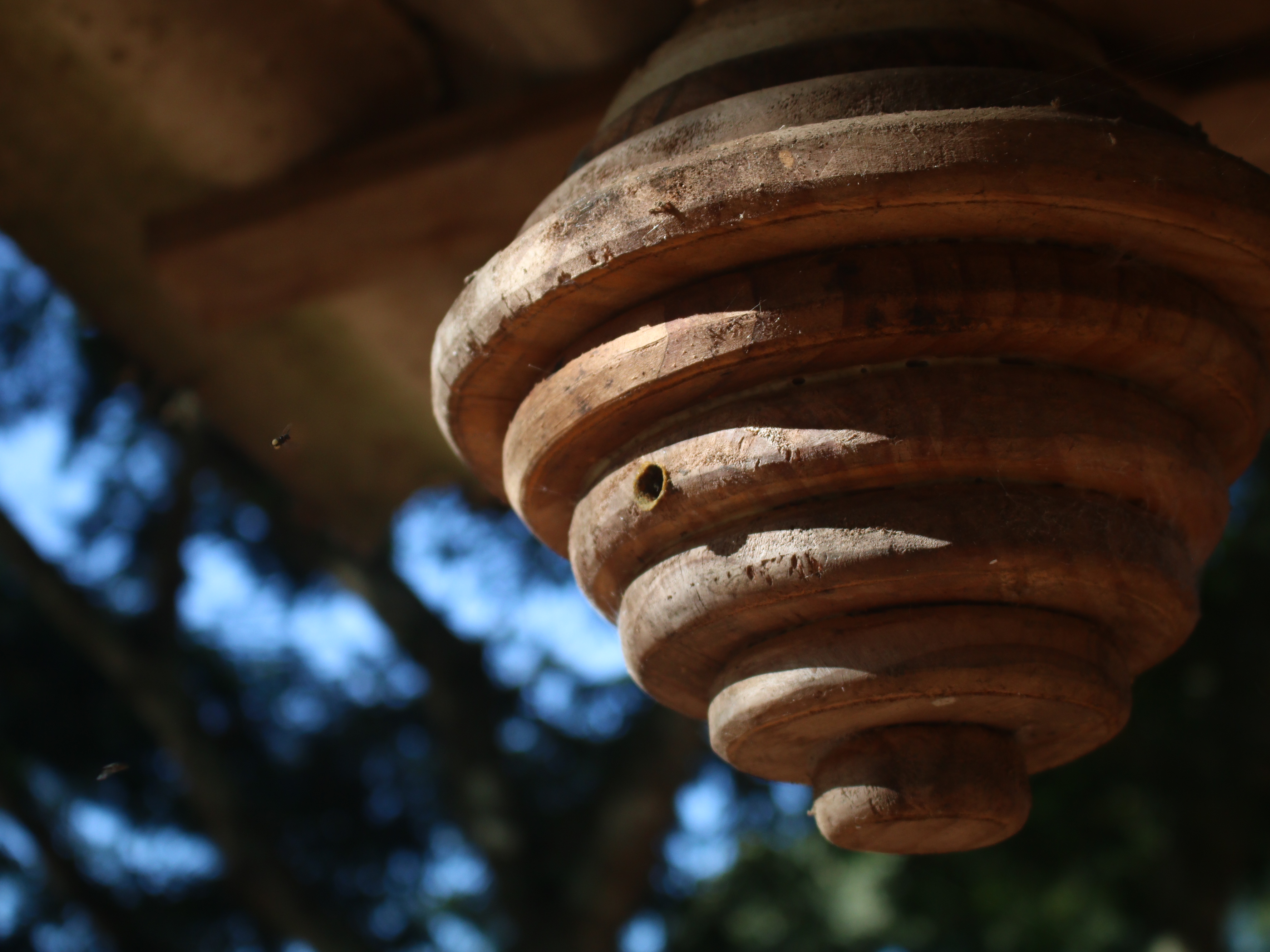 Imagem de fundo abelha